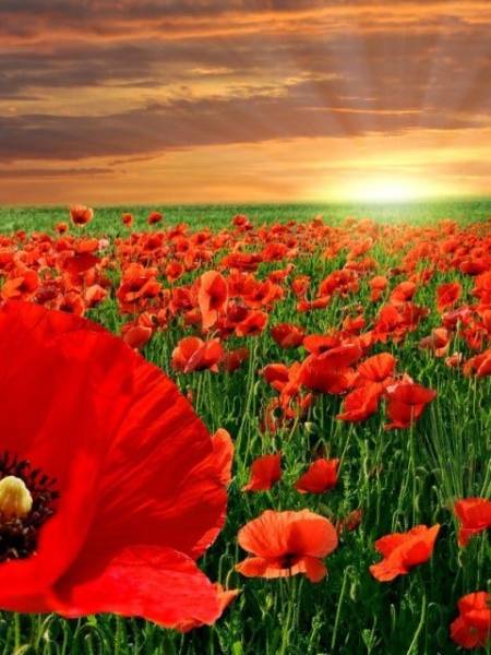 WW1- Roll of Honour (2)